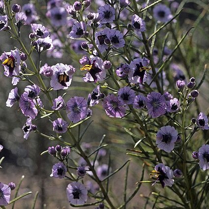 Cyanostegia angustifolia unspecified picture