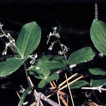 Neottia convallarioides unspecified picture