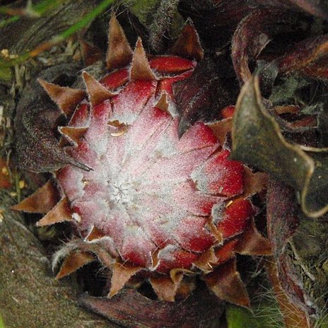 Protea scolopendriifolia unspecified picture