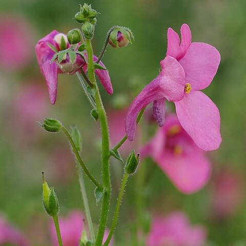 Diascia barberae unspecified picture