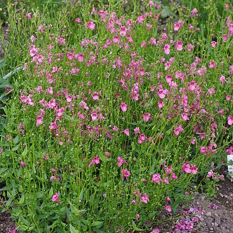 Diascia barberae unspecified picture