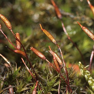 Didymodon rigidulus unspecified picture