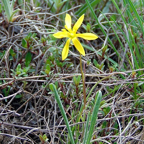 Gagea bulbifera unspecified picture