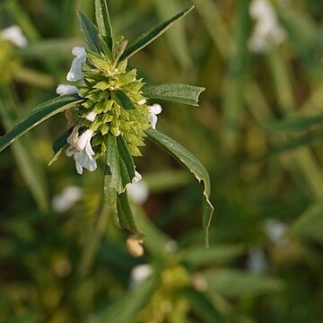 Leucas lavandulifolia unspecified picture