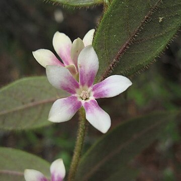 Elytropus chilensis unspecified picture