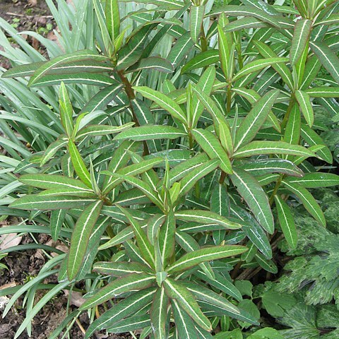 Euphorbia donii unspecified picture