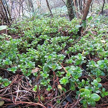 Peperomia urvilleana unspecified picture