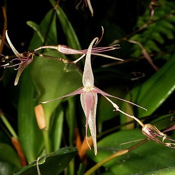 Pleurothallis schweinfurthii unspecified picture