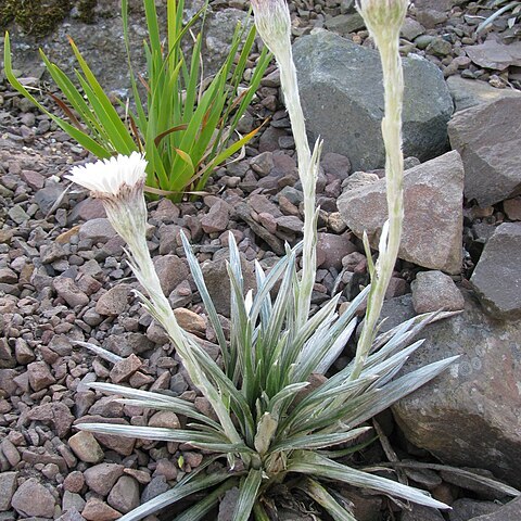 Celmisia asteliifolia unspecified picture