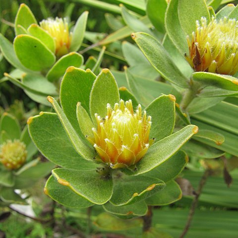 Leucospermum oleifolium unspecified picture