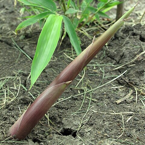 Phyllostachys parvifolia unspecified picture