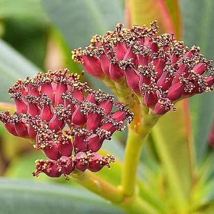 Euphorbia pachypodioides unspecified picture