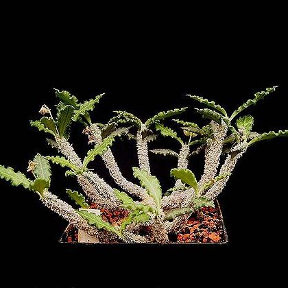 Euphorbia ambovombensis unspecified picture