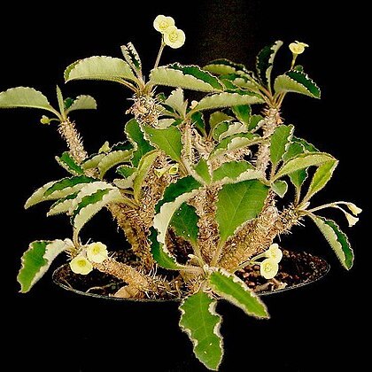 Euphorbia razafindratsirae unspecified picture