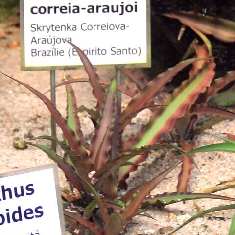 Cryptanthus correia-araujoi unspecified picture