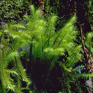 Spiridens flagellosus unspecified picture