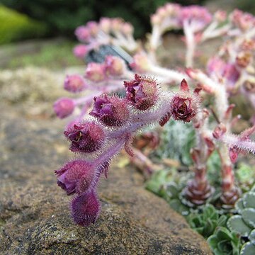 Saxifraga federici-augusti unspecified picture