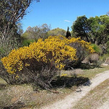 Acacia brachypoda unspecified picture