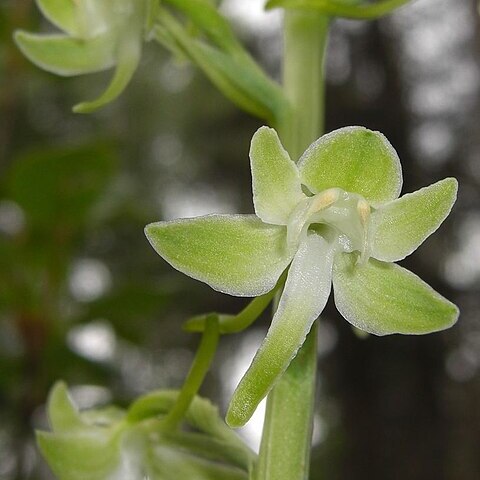 Platanthera orbiculata var. orbiculata unspecified picture