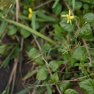 Senecio tenuifolius unspecified picture