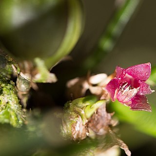 Epidendrum sophronitoides unspecified picture