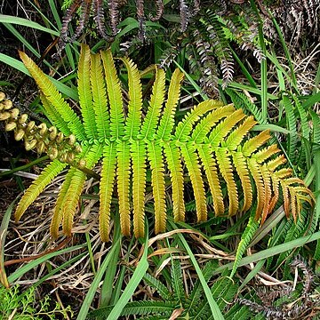 Cyathea cyatheoides unspecified picture