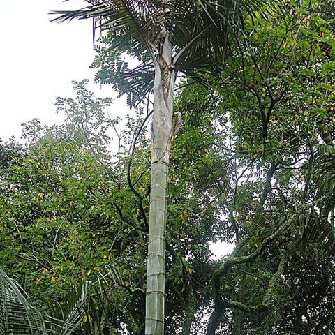 Ceroxylon ventricosum unspecified picture