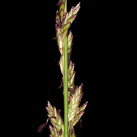 Spartochloa scirpoidea unspecified picture