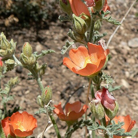 Sphaeralcea grossulariifolia unspecified picture