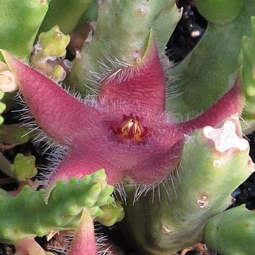 Stapelia paniculata unspecified picture