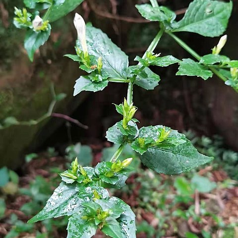 Strobilanthes flexicaulis unspecified picture