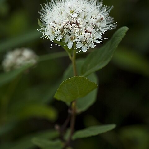 Spiraea stevenii unspecified picture