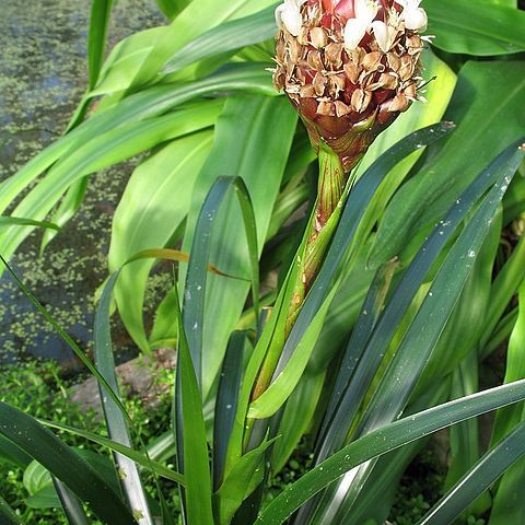 Guzmania farciminiformis unspecified picture