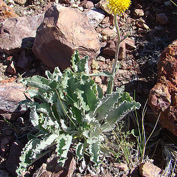 Senecio giessii unspecified picture