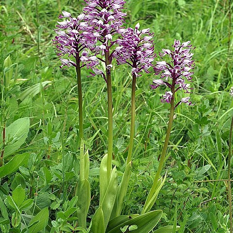 Orchis x beyrichii unspecified picture