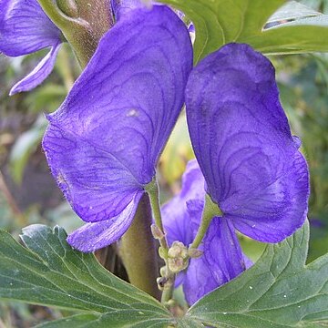 Aconitum carmichaelii unspecified picture