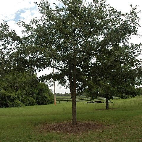 Quercus oglethorpensis unspecified picture