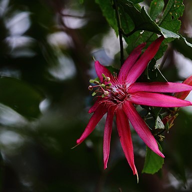 Passiflora quadriglandulosa unspecified picture