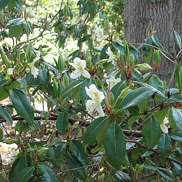 Rhododendron triflorum unspecified picture