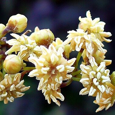 Amborella trichopoda unspecified picture