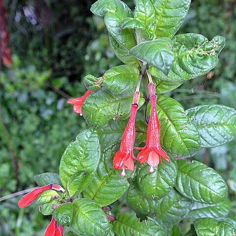 Fuchsia scabriuscula unspecified picture