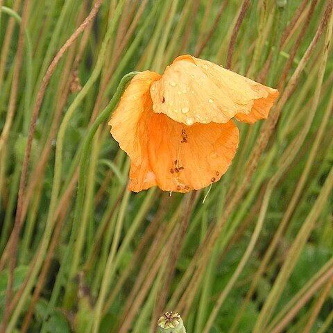 Papaver rubro-aurantiacum unspecified picture