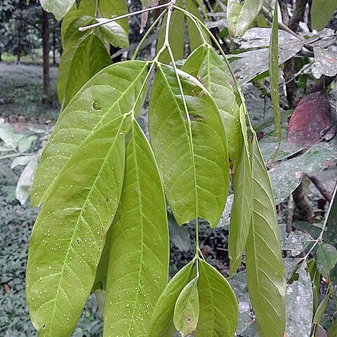 Ecuadendron unspecified picture