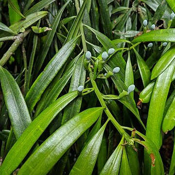 Podocarpus grayae unspecified picture