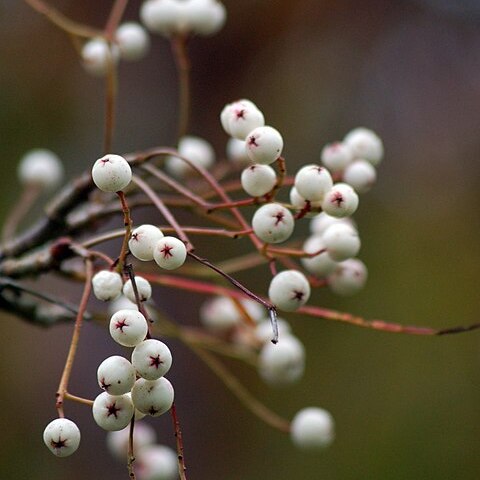 Sorbus pseudovilmorinii unspecified picture