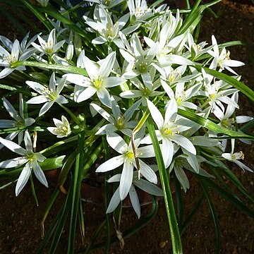 Ornithogalum sintenisii unspecified picture