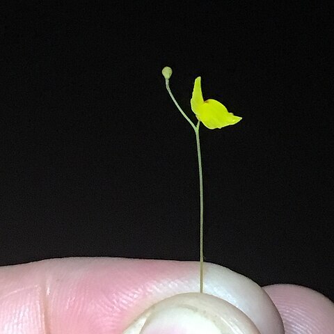 Utricularia chiribiquetensis unspecified picture