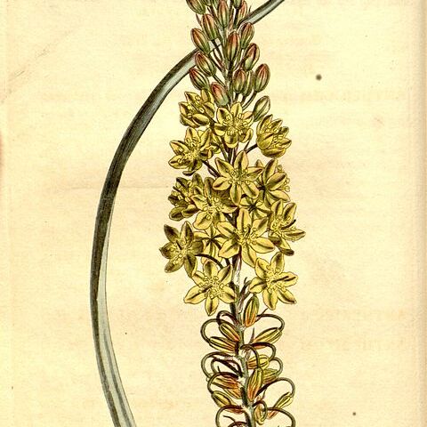 Bulbine asphodeloides unspecified picture