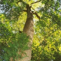 Doryphora sassafras unspecified picture