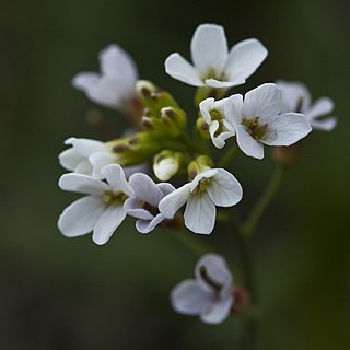 Arabidopsis lyrata subsp. kamchatica (fisch. ex dc.) o'kane unspecified picture